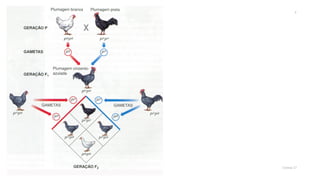 Genética (dominância incompleta)