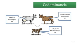 Genética (dominância incompleta)