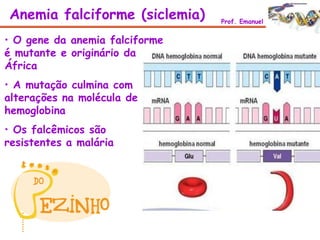 • O gene da anemia falciforme
é mutante e originário da
África
• A mutação culmina com
alterações na molécula de
hemoglobina
• Os falcêmicos são
resistentes a malária
Anemia falciforme (siclemia) Prof. Emanuel
 
