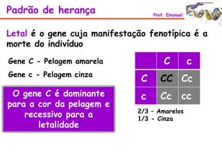 Letal é o gene cuja manifestação fenotípica é a
morte do indivíduo
Gene C - Pelagem amarela
Gene c - Pelagem cinza
O gene C é dominante
para a cor da pelagem e
recessivo para a
letalidade
Padrão de herança Prof. Emanuel
C
C
c
c
Cc
CcCC
cc
2/3 – Amarelos
1/3 - Cinza
 