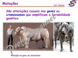 São alterações casuais nos genes ou
cromossomos que amplificam a variabilidade
genética
Mutações Prof. Emanuel
Mutação no gene da miostatina
 
