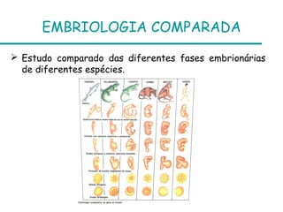 EMBRIOLOGIA COMPARADA
 Estudo comparado das diferentes fases embrionárias
de diferentes espécies.
 