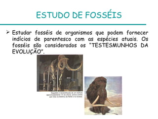 ESTUDO DE FOSSÉIS
 Estudar fosséis de organismos que podem fornecer
indícios de parentesco com as espécies atuais. Os
fosséis são considerados os “TESTESMUNHOS DA
EVOLUÇÃO”.
 