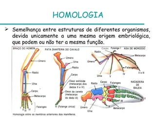 HOMOLOGIA
 Semelhança entre estruturas de diferentes organismos,
  devida unicamente a uma mesma origem embriológica,
  que podem ou não ter a mesma função.
 