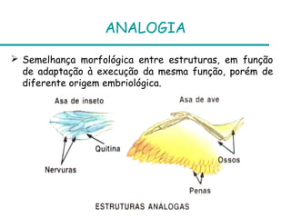 ANALOGIA

 Semelhança morfológica entre estruturas, em função
  de adaptação à execução da mesma função, porém de
  diferente origem embriológica.
 