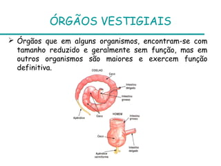 ÓRGÃOS VESTIGIAIS
 Órgãos que em alguns organismos, encontram-se com
  tamanho reduzido e geralmente sem função, mas em
  outros organismos são maiores e exercem função
  definitiva.
 