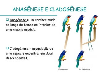ANAGÊNESE E CLADOGÊNESE
 Anagênese = um caráter muda
ao longo do tempo no interior de
uma mesma espécie.




 Cladogênese = especiação de
uma espécie ancestral em duas
descendentes.
 