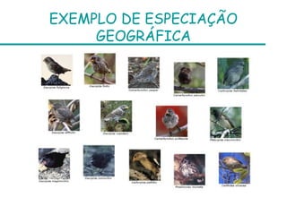 EXEMPLO DE ESPECIAÇÃO
     GEOGRÁFICA
 