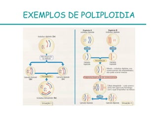 EXEMPLOS DE POLIPLOIDIA
 