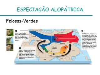 ESPECIAÇÃO ALOPÁTRICA

Felosas-Verdes
 