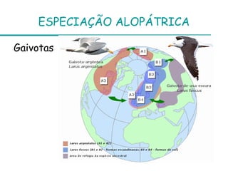 ESPECIAÇÃO ALOPÁTRICA

Gaivotas
 