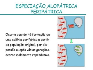 ESPECIAÇÃO ALOPÁTRICA
            PERIPÁTRICA



Ocorre quando há formação de
uma colônia periférica a partir
da população original, por dis-
persão e, após várias gerações,
ocorre isolamento reprodutivo.
 