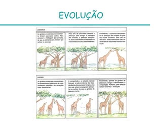 EVOLUÇÃO
 