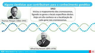 Ciências Naturais 9.º ano | Capítulo 3.2 – Genética e hereditariedade
Alguns cientistas que contribuíram para o conhecimento genético
1913
Iniciou o mapeamento dos cromossomas,
ligando os genes a locais específicos destes.
Hoje em dia conhece-se a localização de
cada gene nos cromossomas.
Thomas Morgan (1866-1945)
Alfred Sturtevant (1891-1970)
 