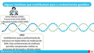 Ciências Naturais 9.º ano | Capítulo 3.2 – Genética e hereditariedade
Alguns cientistas que contribuíram para o conhecimento genético
James Watson (1928-),
Francis Crick (1916-2004)
e Rosalind Franklin (1920-1958)
1953
Contribuíram para o conhecimento da
estrutura em dupla hélice da molécula de
ADN. Este conhecimento da molécula
permitiu compreender melhor os
processos de formação e divisão celular.
 