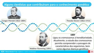 Ciências Naturais 9.º ano | Capítulo 3.2 – Genética e hereditariedade
Alguns cientistas que contribuíram para o conhecimento genético
Gregor Mendel (1822-1884)
Walther Flemming (1843-1905)
1889
Ligou os cromossomas à hereditariedade.
Atualmente, o estudo dos cromossomas
permite compreender a passagem de
características dos organismos, bem
como algumas doenças genéticas.
Theodor Boveri (1862-1915)
 
