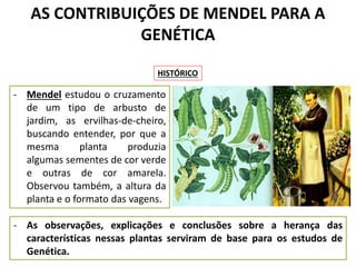 AS CONTRIBUIÇÕES DE MENDEL PARA A
GENÉTICA
- Mendel estudou o cruzamento
de um tipo de arbusto de
jardim, as ervilhas-de-cheiro,
buscando entender, por que a
mesma planta produzia
algumas sementes de cor verde
e outras de cor amarela.
Observou também, a altura da
planta e o formato das vagens.
HISTÓRICO
- As observações, explicações e conclusões sobre a herança das
características nessas plantas serviram de base para os estudos de
Genética.
 