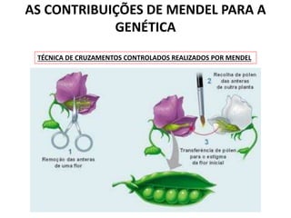 AS CONTRIBUIÇÕES DE MENDEL PARA A
GENÉTICA
TÉCNICA DE CRUZAMENTOS CONTROLADOS REALIZADOS POR MENDEL
 