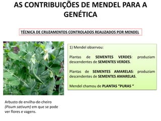 AS CONTRIBUIÇÕES DE MENDEL PARA A
GENÉTICA
TÉCNICA DE CRUZAMENTOS CONTROLADOS REALIZADOS POR MENDEL
Arbusto de ervilha-de-cheiro
(Pisum sativum) em que se pode
ver flores e vagens.
1) Mendel observou:
Plantas de SEMENTES VERDES: produziam
descendentes de SEMENTES VERDES.
Plantas de SEMENTES AMARELAS: produziam
descendentes de SEMENTES AMARELAS.
Mendel chamou de PLANTAS “PURAS “
 
