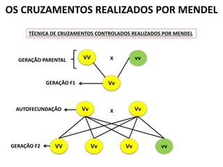 OS CRUZAMENTOS REALIZADOS POR MENDEL
TÉCNICA DE CRUZAMENTOS CONTROLADOS REALIZADOS POR MENDEL
VV vv
Vv
Vv Vv
X
GERAÇÃO PARENTAL
GERAÇÃO F1
X
Vv
VV Vv vv
AUTOFECUNDAÇÃO
GERAÇÃO F2
 