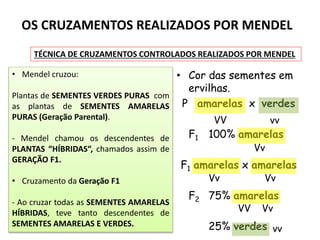 • Cor das sementes em
ervilhas.
P amarelas x verdes
F1 100% amarelas
F1 amarelas x amarelas
F2 75% amarelas
25% verdes
VV vv
Vv
Vv Vv
Vv
VV
vv
OS CRUZAMENTOS REALIZADOS POR MENDEL
TÉCNICA DE CRUZAMENTOS CONTROLADOS REALIZADOS POR MENDEL
• Mendel cruzou:
Plantas de SEMENTES VERDES PURAS com
as plantas de SEMENTES AMARELAS
PURAS (Geração Parental).
- Mendel chamou os descendentes de
PLANTAS “HÍBRIDAS“, chamados assim de
GERAÇÃO F1.
• Cruzamento da Geração F1
- Ao cruzar todas as SEMENTES AMARELAS
HÍBRIDAS, teve tanto descendentes de
SEMENTES AMARELAS E VERDES.
 