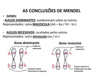 • GENES:
- ALELOS DOMINANTES: predominam sobre os outros.
Representados: Letra MAIÚSCULA (AA – Aa / VV - Vv )
- ALELOS RECESSIVOS: ocultados pelos outros.
Representados: Letra minúscula (aa / vv )
AS CONCLUSÕES DE MENDEL
 
