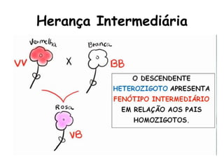 Herança Intermediária
 