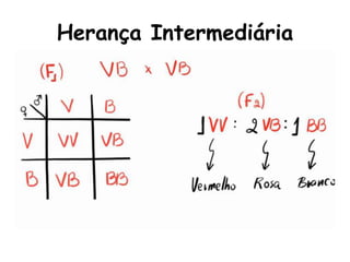 Herança Intermediária
 