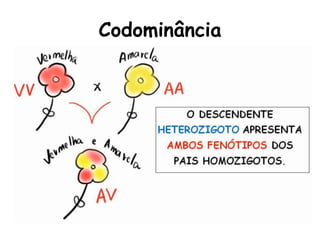 Codominância
 