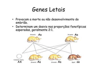 Genes Letais
• Provocam a morte ou não desenvolvimento do
embrião.
• Determinam um desvio nas proporções fenotípicas
esperadas, geralmente 2:1.
Aa Aa
Aa Aa aa
AA
 