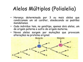 Alelos Múltiplos (Polialelia)
• Herança determinada por 3 ou mais alelos que
condicionam um só caráter, obedecendo os padrões
mendelianos.
• Cada indivíduo tem, no genótipo, apenas dois alelos, um
de origem paterna e outro de origem materna.
• Novos alelos surgem por mutações que provocam
alterações na proteína original.
 