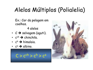 Alelos Múltiplos (Polialelia)
Ex.: Cor da pelagem em
coelhos.
4 alelos
• C  selvagem (aguti).
• cch  chinchila.
• ch  himalaia.
• ca  albino.
C > cch > ch > ca
C _
cch _
ch _
caca
 