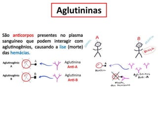 Aglutininas
 