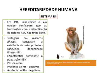HEREDITARIEDADE HUMANA
SISTEMA Rh
- Testagens em macacos
Rhesus, constaram a
existência de outra proteínas
sanguínea, denominada
Rhesus (Rh).
- Característica dominante a
população (85%)
- Pessoas com:
- Presença de RH – positivas
- Ausência de Rh - negativas
- Em 194, Landsteiner e sua
equipe verificaram que as
transfusões com a identificação
do sistema ABO não tinha êxito.
 