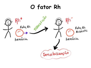 O fator Rh
 