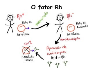 O fator Rh
 