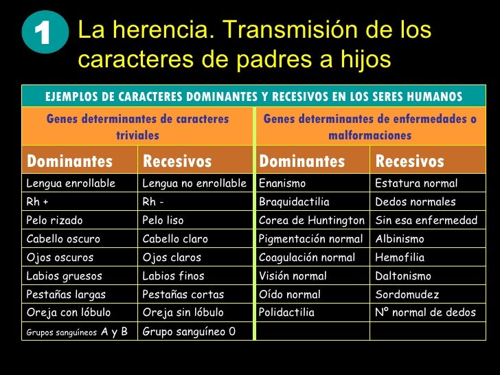 Download Como Se Transmiten Los Caracteres Hereditarios Pics Dato Mapa Download Como Se Transmiten Los Caracteres Hereditarios Pics Dato Mapa