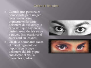 Anular más corto que el índiceExtienda su mano hacia afuera con sus dedos unidos.Fíjese si el dedo anular es más largo o más corto que el índice. Es Dominante cuando el anular es corto y es Recesivo el dedo anular largo.
