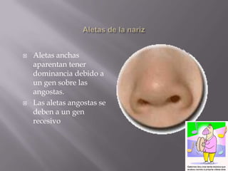 Pies planosSe hereda como un rasgo recesivo. Pies normalmente arqueados se deben a un gen dominante.