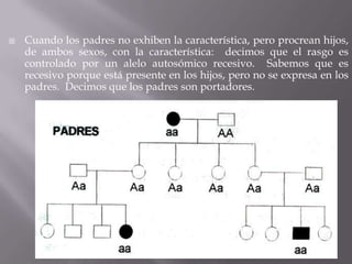 Cuando, por lo menos, uno de los padres exhibe la característica y todos o a la mayoría de los hijos, de ambos sexos, también exhibe: decimos que el alelo que controla dicho rasgo es autosómico dominante.  Sabemos que es autosómico porque los hijos de ambos sexos la exhiben.  Esto es, la característica no depende del sexo, y es dominante porque aparece en la mayoría de los hijos.
