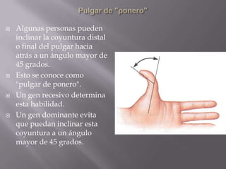 Pulgar de "ponero"Algunas personas pueden inclinar la coyuntura distal o final del pulgar hacia atrás a un ángulo mayor de 45 grados. Esto se conoce como "pulgar de ponero". Un gen recesivo determina esta habilidad.Un gen dominante evita que puedan inclinar esta coyuntura a un ángulo mayor de 45 grados. 