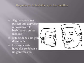 Hoyuelo en la barbilla  y en las mejillasAlgunas personas poseen una depresión u hoyuelo en la barbilla y/o en las mejillas.Esto se debe a un gen dominante.La ausencia de hoyuelos se deben a un gen recesivo.
