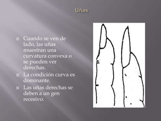 UñasCuando se ven de lado, las uñas muestran una curvatura convexa o se pueden ver derechas. 