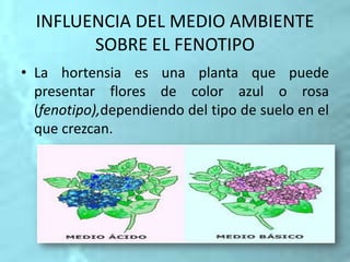 INFLUENCIA DEL MEDIO AMBIENTE
SOBRE EL FENOTIPO
• La hortensia es una planta que puede
presentar flores de color azul o rosa
(fenotipo),dependiendo del tipo de suelo en el
que crezcan.
 
