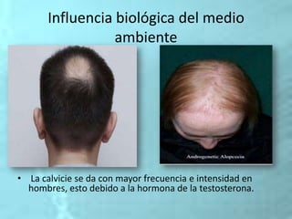 Influencia biológica del medio
ambiente
• La calvicie se da con mayor frecuencia e intensidad en
hombres, esto debido a la hormona de la testosterona.
 