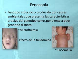 Fenocopia
• Fenotipo inducido o producido por causas
ambientales que presenta las características
propias del genotipo correspondiente a otro
genotipo distinto.
*Microftalmia
E Efecto de la talidomida
* Focomelia
 