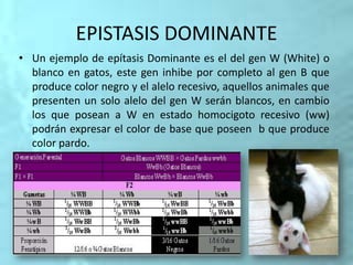 EPISTASIS DOMINANTE
• Un ejemplo de epítasis Dominante es el del gen W (White) o
blanco en gatos, este gen inhibe por completo al gen B que
produce color negro y el alelo recesivo, aquellos animales que
presenten un solo alelo del gen W serán blancos, en cambio
los que posean a W en estado homocigoto recesivo (ww)
podrán expresar el color de base que poseen b que produce
color pardo.
 