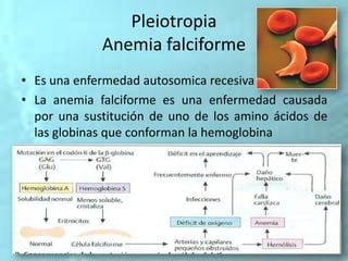 Pleiotropia
Anemia falciforme
• Es una enfermedad autosomica recesiva
• La anemia falciforme es una enfermedad causada
por una sustitución de uno de los amino ácidos de
las globinas que conforman la hemoglobina
 