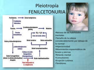 Pleiotropía
FENILCETONURIA
•Retraso de las habilidades
mentales
•Tamaño de la cabeza
considerablemente por debajo de
lo normal
•Hiperactividad
•Movimientos espasmódicos de
brazos y piernas
•Retardo mental
•Convulsiones
•Erupción cutánea
•Temblores
 