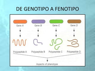 DE GENOTIPO A FENOTIPO
 